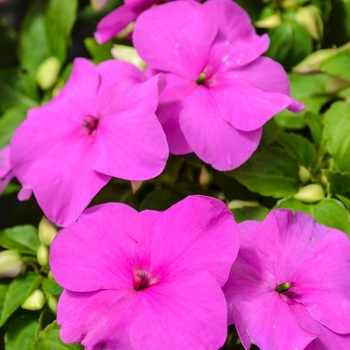 Impatiens walleriana Super Elfin® XP 'Lilac' (070092)