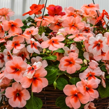 Impatiens walleriana Super Elfin® XP 'Sedona Mix' (070134)