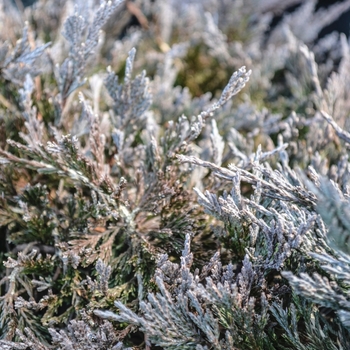 Juniperus horizontalis 'Bar Harbor' (070153)