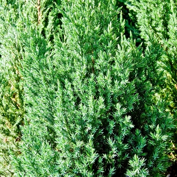 Juniperus chinensis 'Blue Point' (070154)