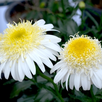 Leucanthemum x superbum Realflor® MC 'Real Glory' (070181)