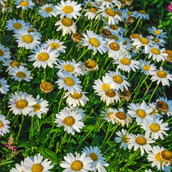 Leucanthemum x superbum 'Snow Lady' (070184)