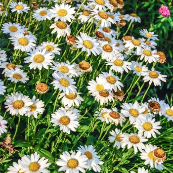 Leucanthemum x superbum 'Snow Lady' (070187)