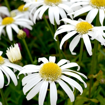 Leucanthemum x superbum 'Angel Daisy™' (070190)