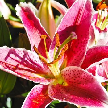 Lilium 'Maru®' (070194)