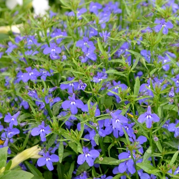 Lobelia erinus 'Cobalt Star' (070201)