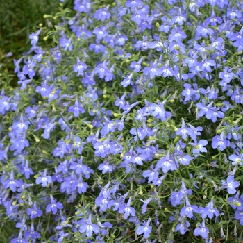 Lobelia erinus Hot® 'Navy Blue' (070205)