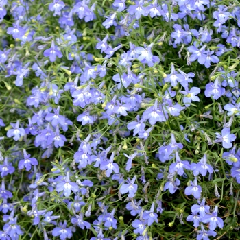 Lobelia erinus Hot® 'Navy Blue' (070206)