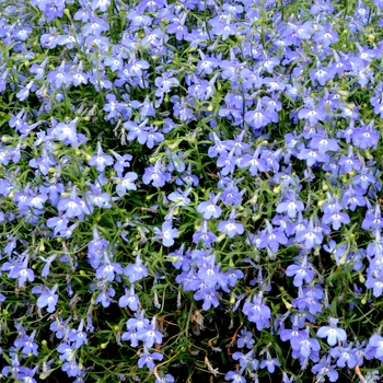 Lobelia erinus Hot® 'Navy Blue' (070207)