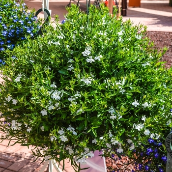 Lobelia erinus Magadi™ 'Basket White' (070221)