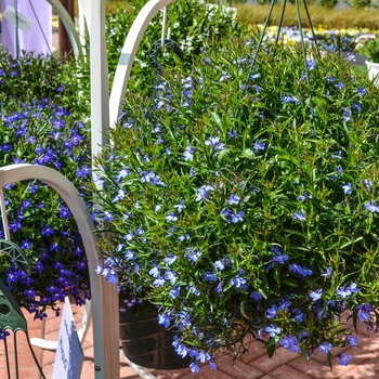 Lobelia erinus Magadi™ 'Electric Blue' (070351)