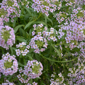 Lobularia 'Snow Globe Purple' (070354)