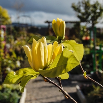 Magnolia x brooklynensis 'Yellow Bird' (070356)