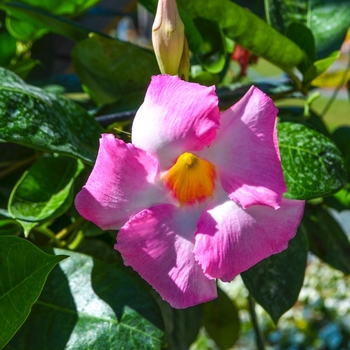 Mandevilla sanderi 'Alice DuPont' (070359)