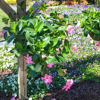 Mandevilla sanderi 'Alice DuPont' (070361)