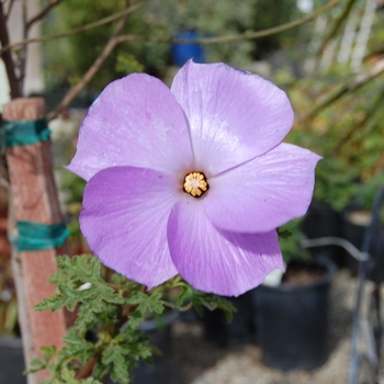 Alyogyne huegelli 'Purple Delight™' (070372)