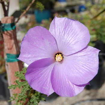 Alyogyne huegelli 'Purple Delight™' (070373)