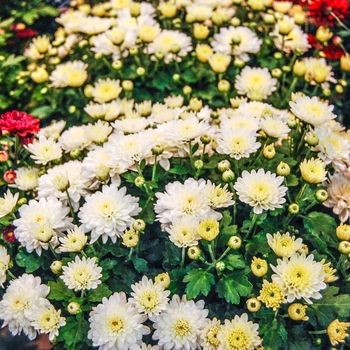 Chrysanthemum grandiflorum 'Moonglow White' (070379)