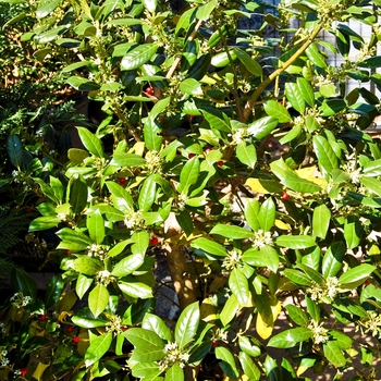 Ilex 'Nellie R. Stevens' (070382)