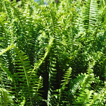 Nephrolepis obliterata 'Kimberley Queen' (070394)