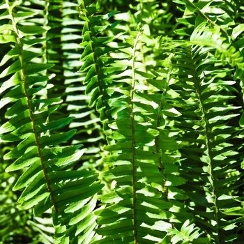 Nephrolepis obliterata 'Kimberley Queen' (070395)