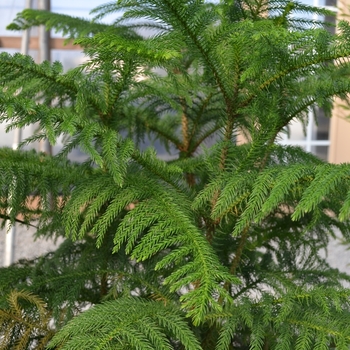 Araucaria heterophylla '' (070405)