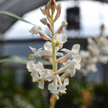 Ludisia discolor