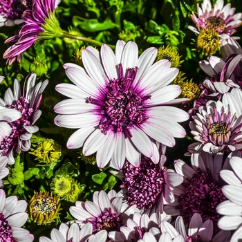 Osteospermum 4D™ 'Berry White' (070413)