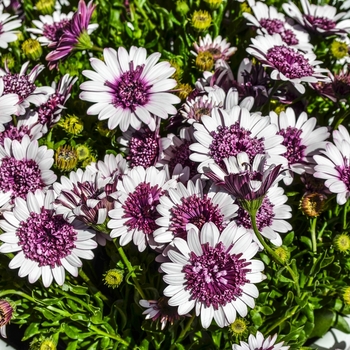 Osteospermum 4D™ 'Berry White' (070414)