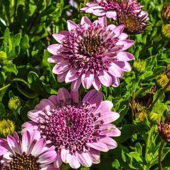 Osteospermum 4D™ 'Berry White' (070415)