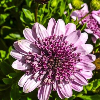 Osteospermum 4D™ 'Berry White' (070416)