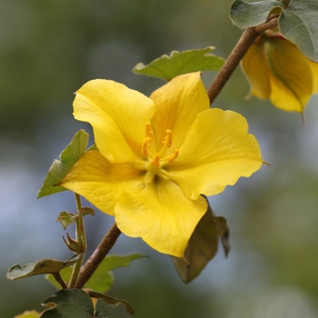 Fremontodendron californicum 'San Gabriel' 