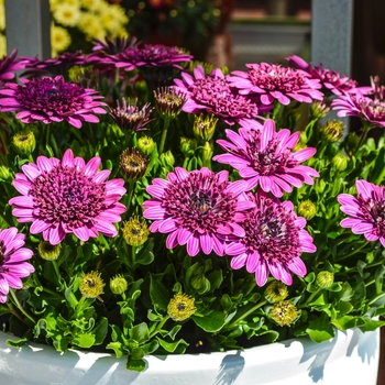 Osteospermum 4D™ 'Berry White' (070485)