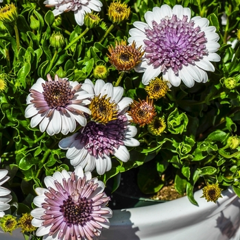 Osteospermum 4D™ 'Silver' (070487)