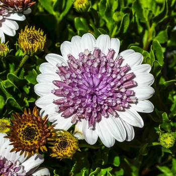 Osteospermum 4D™ 'Silver' (070488)