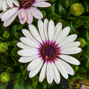 Osteospermum ecklonis Serenity™ 'Lavender Frost' (070500)