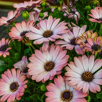 Osteospermum ecklonis Serenity™ 'Lavender Frost' (070501)