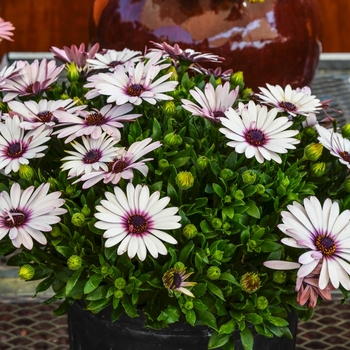 Osteospermum ecklonis Serenity™ 'Lavender Frost' (070502)