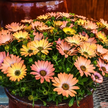 Osteospermum ecklonis Serenity™ 'Peach Bliss' (070506)