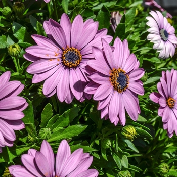 Osteospermum Summertime® 'Lavender' (070523)