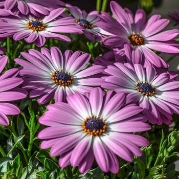 Osteospermum Summertime® 'Pink Charme' (070527)