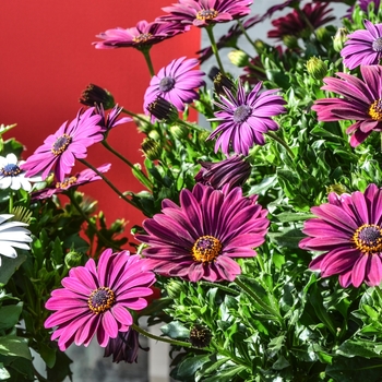 Osteospermum Summertime® 'Royal Kardinal' (070529)