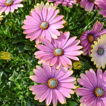 Osteospermum Summertime® 'Sweet Blue Sunrise' (070535)