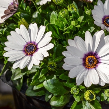 Osteospermum Summertime® 'Swing White' (070546)