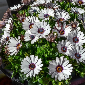 Osteospermum Summertime® 'Swing White' (070547)