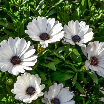 Osteospermum Summertime® 'Swing White' (070548)