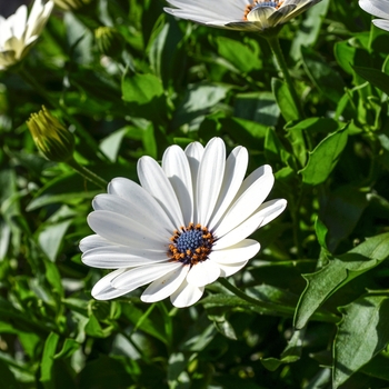 Osteospermum Summertime® 'Swing White' (070549)