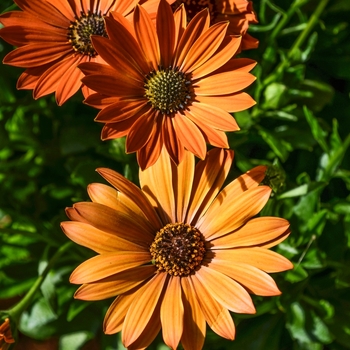 Osteospermum Summertime® 'Toffee' (070551)