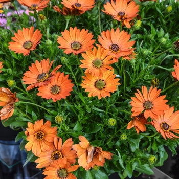 Osteospermum Summertime® 'Toffee' (070552)