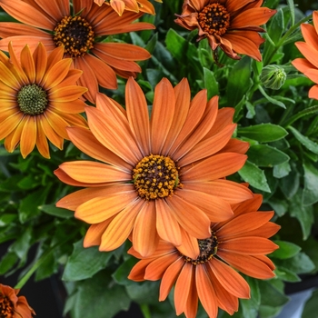 Osteospermum Summertime® 'Toffee' (070554)